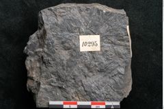Foto (Detailansicht) von Taeniopteris pseudosimplex Ettingshausen (NHMW-GEO-2024-0188-10295)